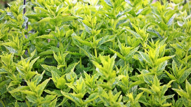 Menthe et mémoire
