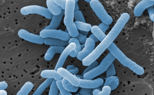 Probiotiques et SII