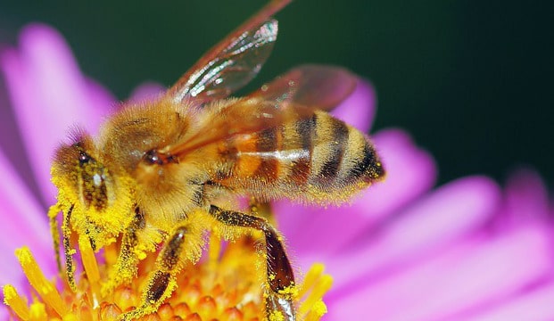 Propolis et cognition