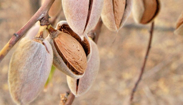 Amandes et facteurs de risque métaboliqu