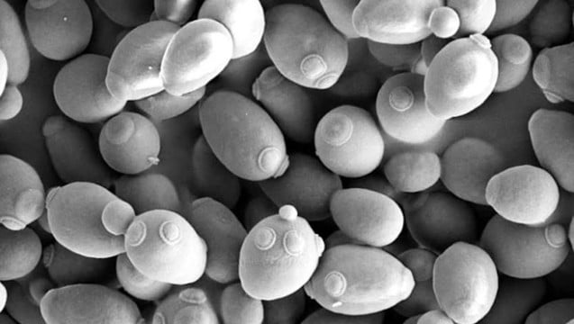 accharomyces boulardii, SOD et obésité
