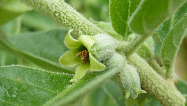 Ashwagandha et système immunitaire