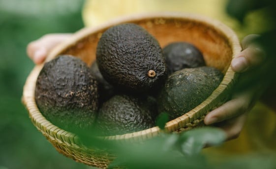 Un avocat par jour … aiderait à réduire la graisse viscérale