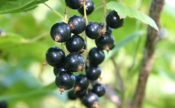 Cassis et récupération
