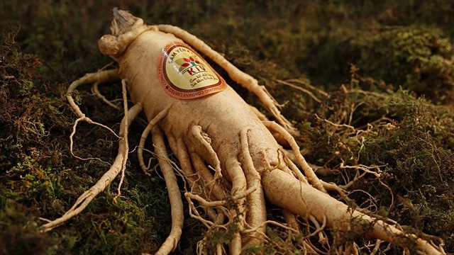 Ginseng