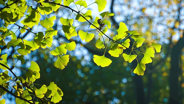 Ginkgo biloba et risque de démence
