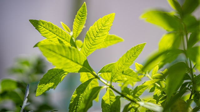 Verveine citronnelle et sommeil