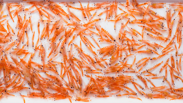 Huile de Krill et muscles des personnes âgées