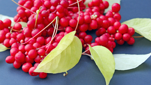 Schisandra et glycémie
