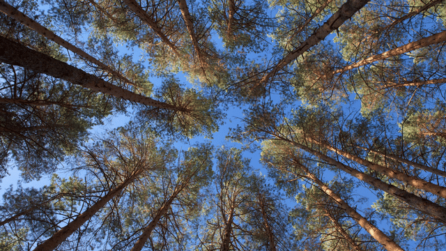 Extrait de pin des Landes et jambes sans repos
