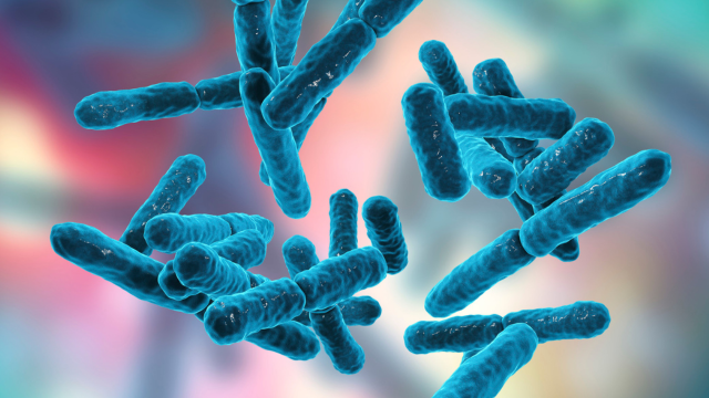 Lactiplantibacillus plantarum IMC 510® et surpoids