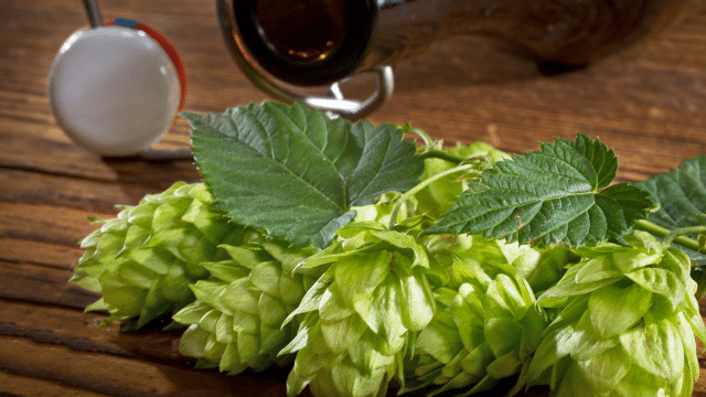Extrait de houblon et ménopause