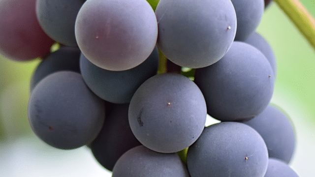 Pépins de raisin, myrtilles et pression sanguine