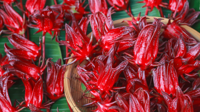 Hibiscus, verveine citronnelle et hypertension