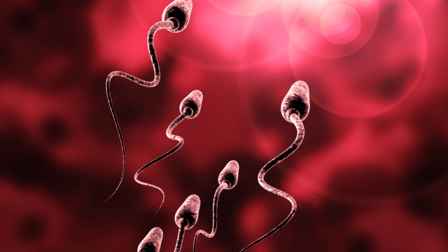 Antioxydants et fertilité