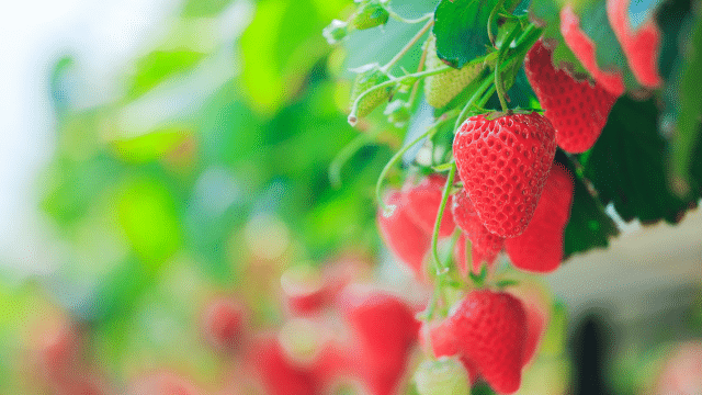 Fraises et vieillissement cognitif
