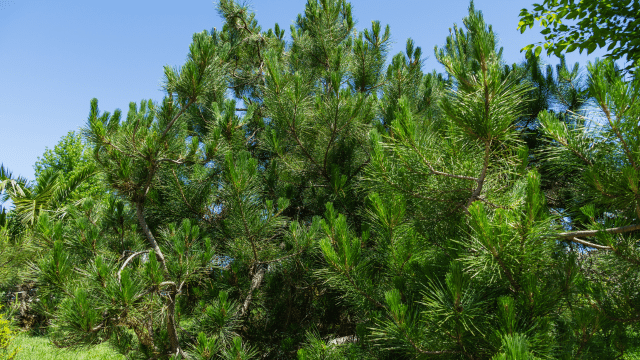 Polyphénols, sport et pollution