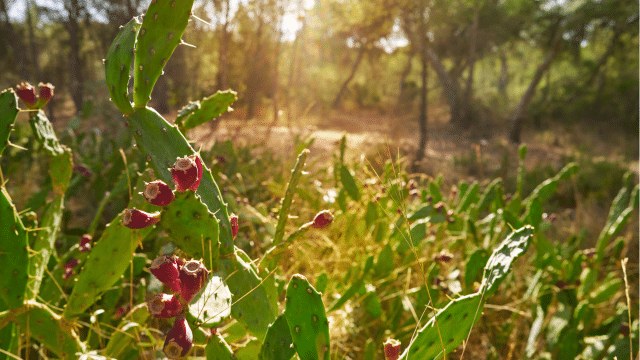 Nopal et dysbiose intestinale