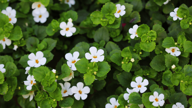 Bacopa monnieri, mémoire et cognition