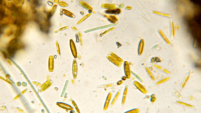 Fucoxanthine et surpoids