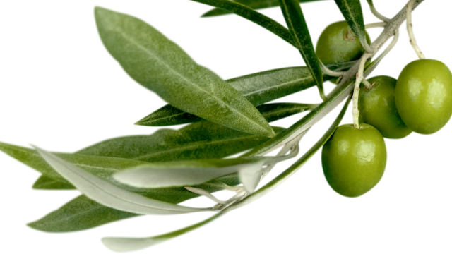 Feuilles d’olivier et insuline postprandiale